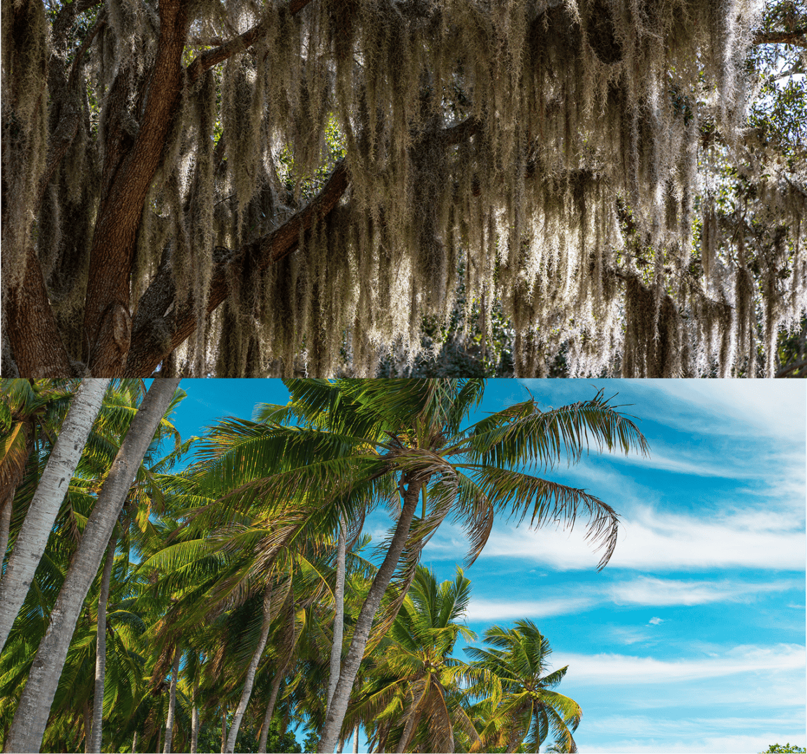 Tropical and mossy trees contrast